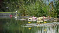 biotop swimming-pond-1529485 1280